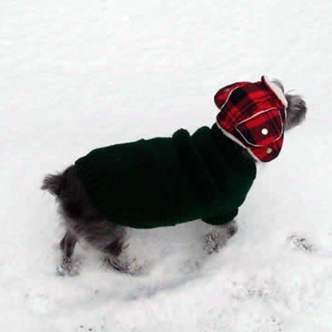Small dog in a knit sweater.