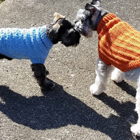 Two dogs in knit sweaters.