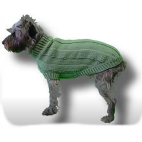 Small dog in a knit sweater.