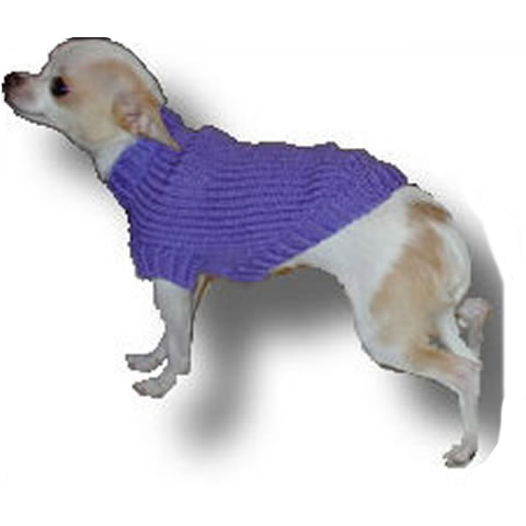 Small dog in a knit sweater.