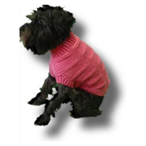 Small dog in a knit sweater.