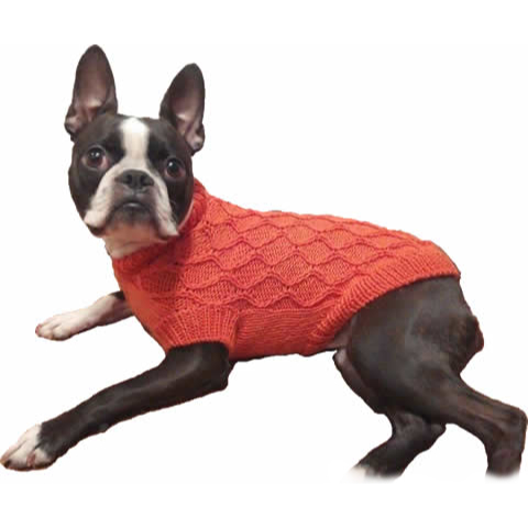 Small dog in a knit sweater.