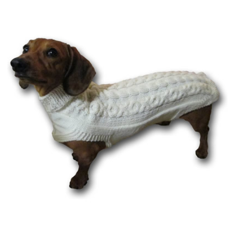 Small dog in a knit sweater.