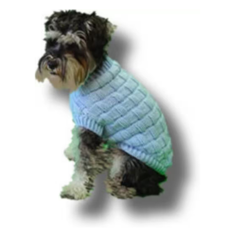 Small dog in a knit sweater.