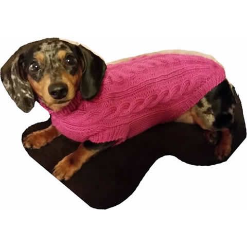 Small dog in a knit sweater.