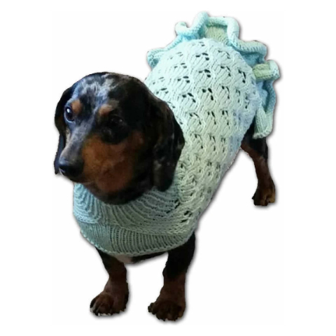 Small dog in a knit sweater.