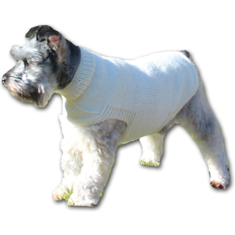 Small dog in a knit sweater.