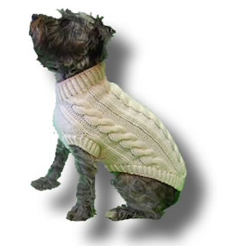 Small dog in a knit sweater.