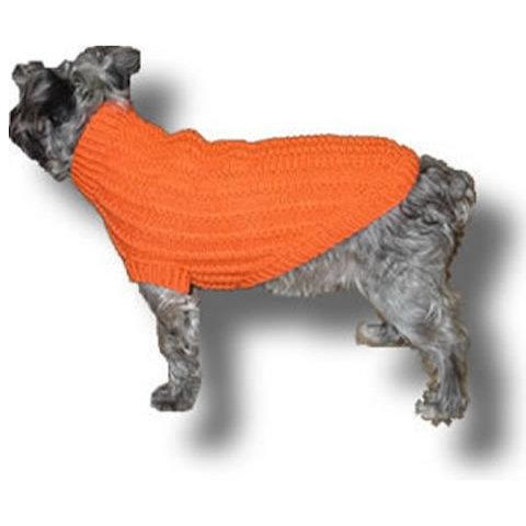 Small dog in a knit sweater.