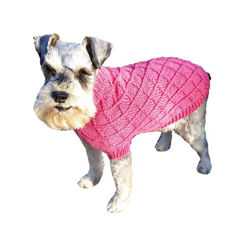 Small dog in a knit sweater.