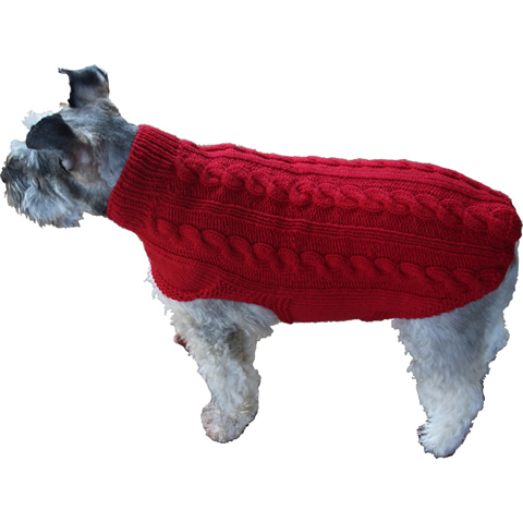 Small dog in a knit sweater.