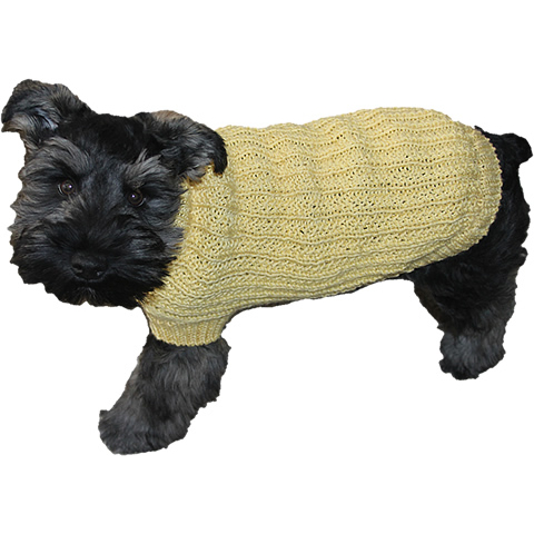 Small dog in a knit sweater.