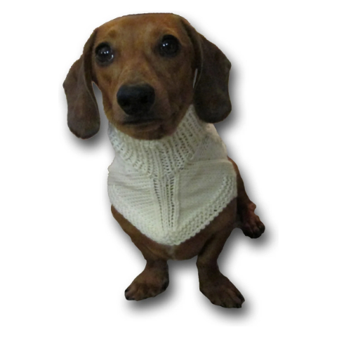Small dog in a knit sweater.