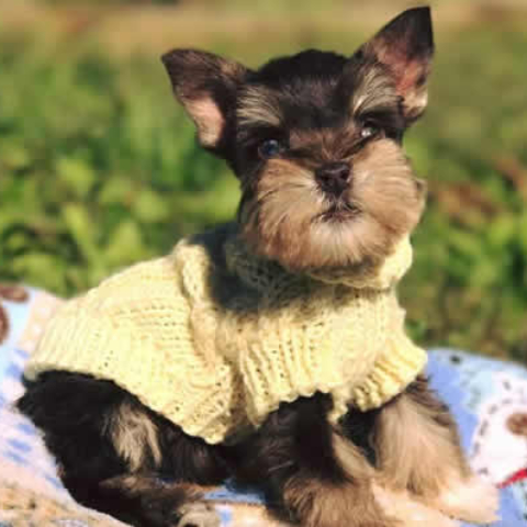 Small dog in a knit sweater.