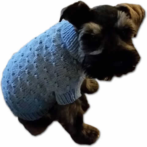 Small dog wearing a sweater.
