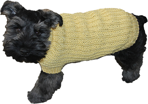 Small dog wearing a sweater.